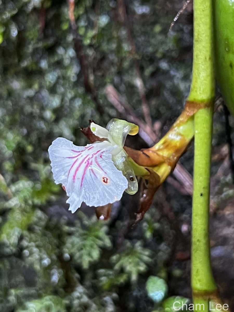 Elettaria ensal (Gaertn.) Abeyw.